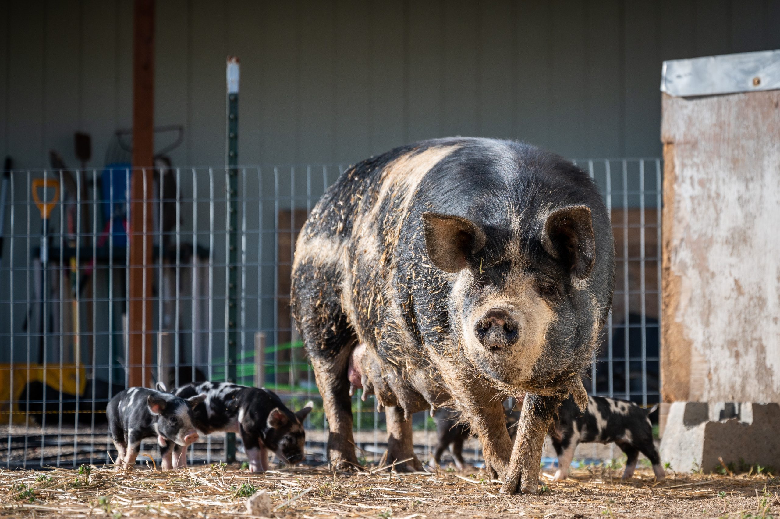 L'IA permet d'améliorer la productivité en agroalimentaire, incluant dans l'industrie porcine.
Crédit Photo: Pexels/Brett Sayles
