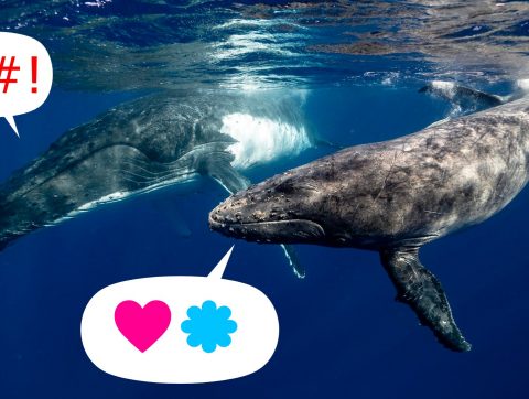 Comprendre les baleines grâce à l’intelligence artificielle